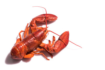 Lobster on white background with copy space