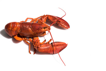 Lobster on white background with copy space