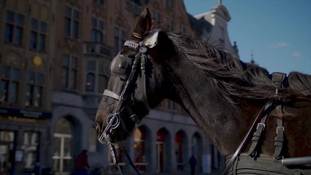 Slow motion footage of a horse in Brugge, Belgium