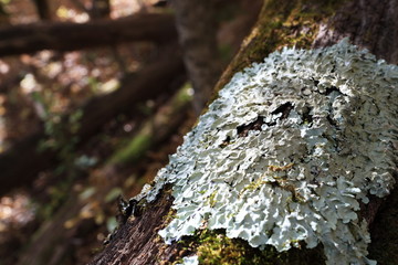 Image of a lichen in the autumn forest.