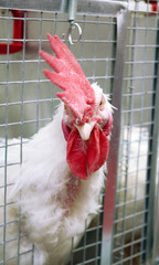 Domestic chicken is a common poultry, domesticated by the Banquian jungle chicken.

