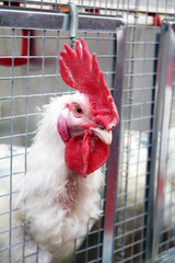 Domestic chicken is a common poultry, domesticated by the Banquian jungle chicken.

