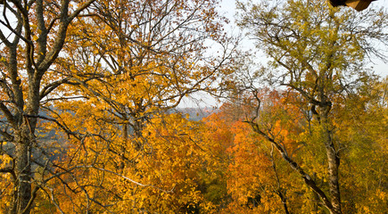 Lush Golden foliage of trees in the Park of Latvia near the town of Sigulda. In the distance you can see Turaida castle