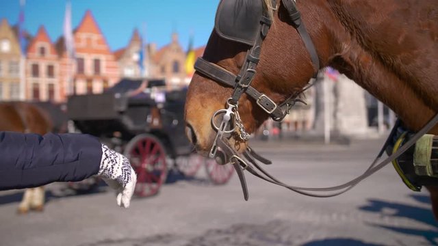 Slow motion footage of a horse in Brugge, Belgium