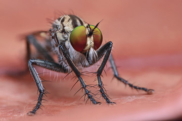robber fly on orange leaf in nature