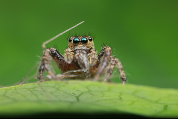 jumping spider and prey on green leaf in nature