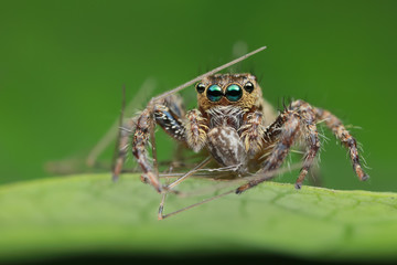 jumping spider and prey on green leaf in nature