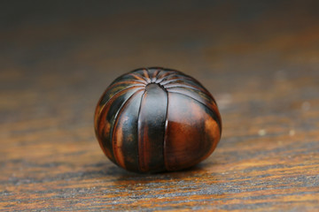 Fototapeta premium millipede on wood background in nature