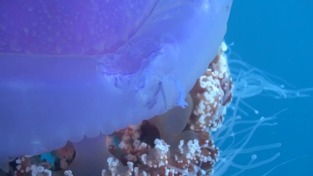 Cauliflower jellyfish closeup on its several tiny tentacles and bite marks on its crown