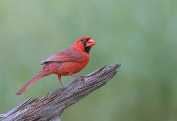 Northern Cardinal