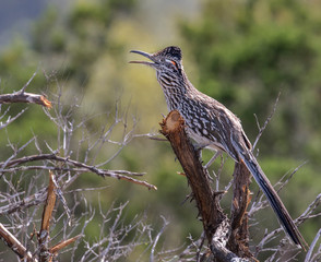 Roadrunner singing