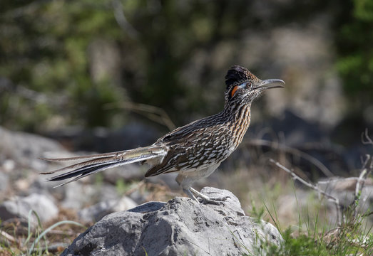 Roadrunner