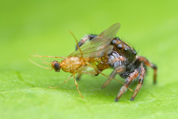 jumping spider and prey on green leaf in nature