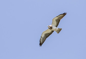 Swainson's Hawk