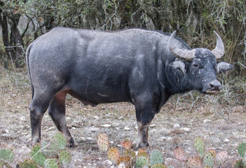 Exotic Buffalo in Texas Hill Country