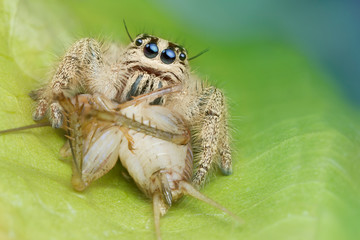 jumping spider and prey on green leaf in nature