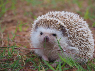 Cute hedgehog on a natural background.