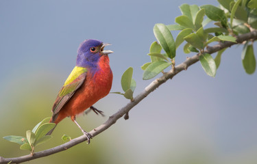 Painted Bunting singing and dancing