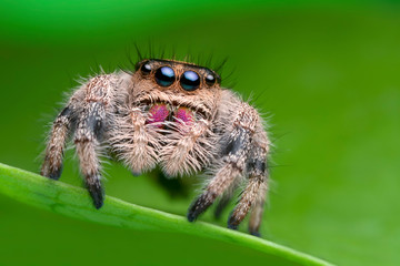 jumping spider on green leaf in nature