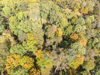 aerial view of city park. tops of autumnal trees with bright green and red foliage