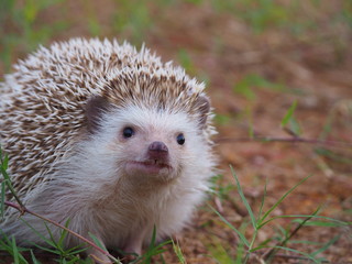 Cute hedgehog on a natural background.
