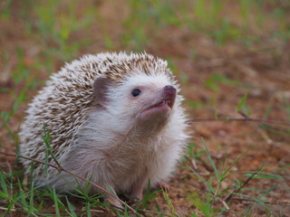 Cute hedgehog on a natural background. © thanisnan