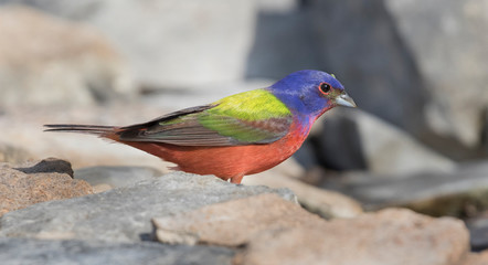 Painted Bunting on the rocks