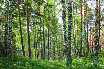 Naklejka premium Birch forest on a sun summer day