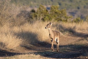 Spike buck on the road