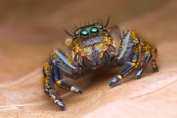 jumping spider on orange leaf in nature