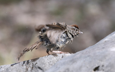 Sparrow drying off