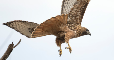 Red-tailed Hawk launching