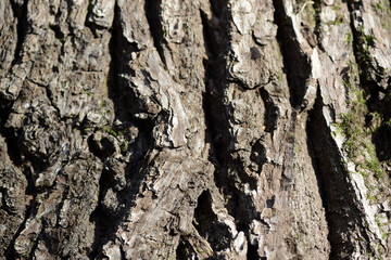 The bark of a pine tree illuminated by the sun close up