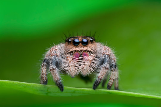 jumping spider on green leaf in nature