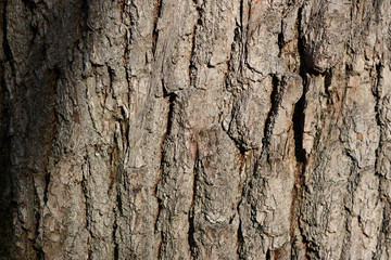 The bark of a pine tree illuminated by the sun close up