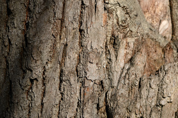 The bark of a pine tree illuminated by the sun close up
