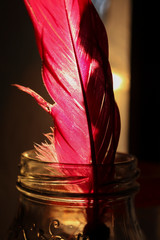 The pink  bird feather