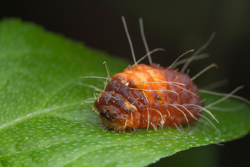 caterpillar on green leaf