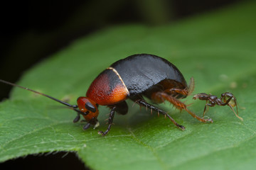 cockroach on green leaf