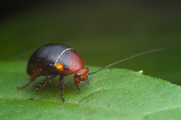 cockroach on green leaf