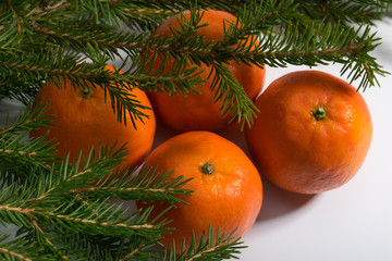 Christmas composition with tangerines and fir branch