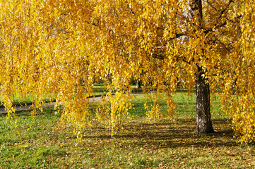 Fototapeta na wymiar Autumn yellowed birch