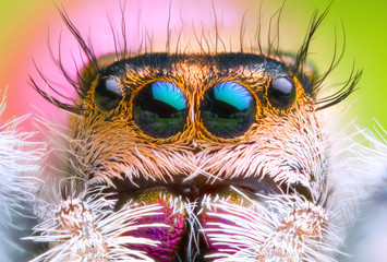 extreme magnified jumping spider head and eyes