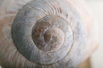 White shell closeup