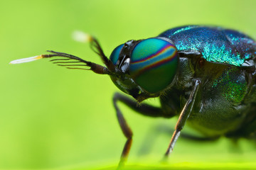 extreme magnified soldier fly head and eyes