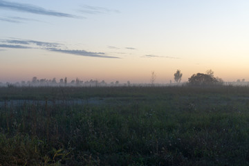 Fog over the field