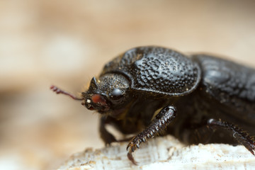 Male rhinoceros beetle, Sinodendron cylindricum on wood