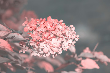 White and pink hydrangea, hortensia flowers. Closeup, selective focus.