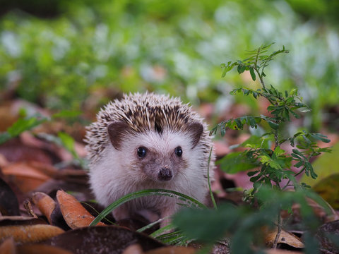 Young hedgehog on the ground with eye contact