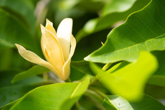 White Champaka Flowers and Green Leaves With Sunlight.
